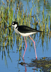 Black-necked Stilt at Anahuac National Wildlife Refuge, Texas