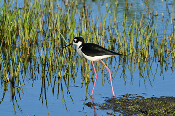 Black-necked Stilt in Anahuac National Wildlife Refuge, Texas