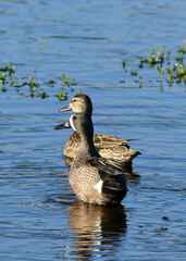 Ducks at Brazos Bend State Park, Texas