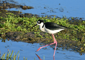 Black-necked Stilt in Anahuac National Wildlife Refuge, Texas