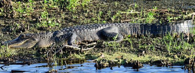 American Alligator at Anahuac National Wildlife Refuge, Texas
