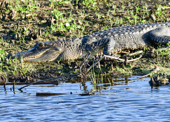 alligator in the swamp