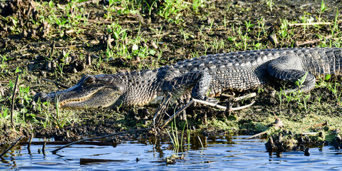 Alligator in Anahuac National Wildlife Refuge, Texas