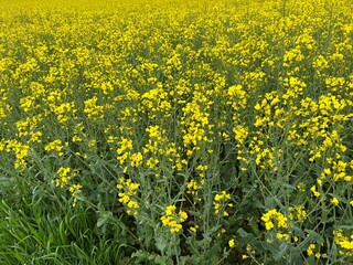 Blooming rapeseed in full frame