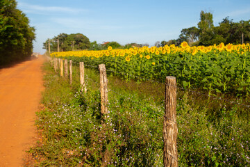 Fototapeta na wymiar Uma plantação de girassol à beira de uma estrada no interior de Goiás, Brasil.