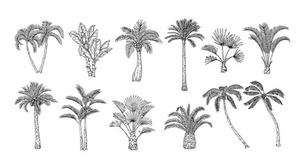 Sketch tropical palm trees. Hand drawn vintage Hawaii beach palms, engraved exotic nature botanical illustration set - obrazy, fototapety, plakaty