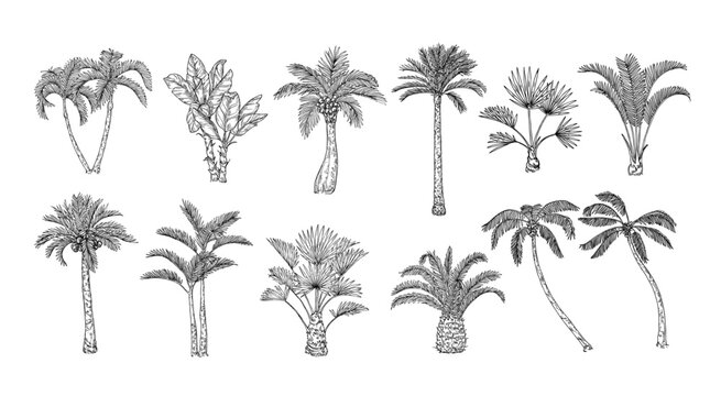 Sketch tropical palm trees. Hand drawn vintage Hawaii beach palms, engraved exotic nature botanical illustration set