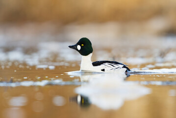 Common goldeneye (Bucephala clangula) male swimming in the river in spring.	
