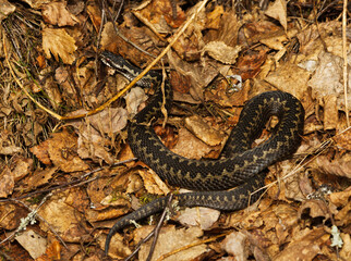 Common European adder or common European viper (Vipera berus) basking in early spring.	
