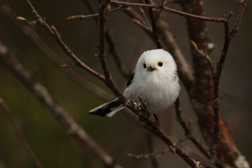 Obraz premium long-tailed tit (Aegithalos caudatus) sitting on a branch in the forest in spring. 