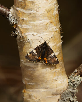 The orange underwing (Archiearis parthenias), moth of the family Geometridae resting on a birch in spring.	
