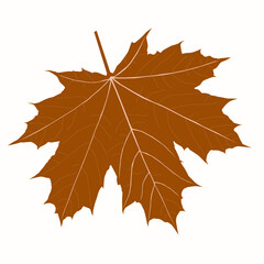 Autumn maple leaves PNG. on isolated transparent background. Abstract wallpaper design with maple leaves, line art.