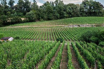 Fototapeta na wymiar Hills and vines in Saint Emilion village