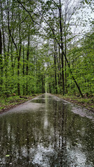rain in the forest