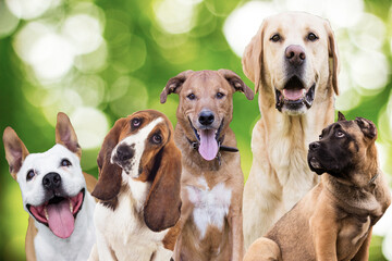 Large group of dogs on green nature background