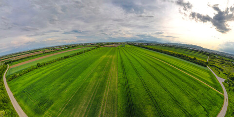 Wide angle Aerial shot from a drone of young green wheat in Spring