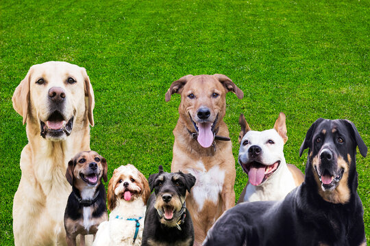 Large group of dogs looking at the camera on green grass background