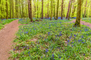 A view of Bluebells beside a path in Badby Wood, Badby, Northamptonshire, UK in summertime