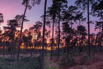 La nuit tombe en Forêt d'Ermenonville en France