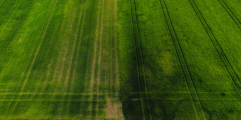 Aerial shot from a drone of young green wheat in Spring