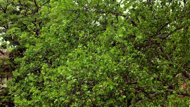 Many green leaves on tree during summer moving during windy day