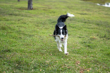 Border Collie black and white dog