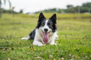 Border Collie black and white dog
