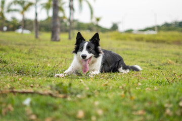 Border Collie black and white dog