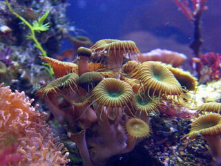 Marine invertebrates and crabs in the aquarium on the background of corals.