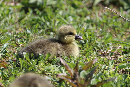 Greylag Gosling (anser anser) chilling on the grass