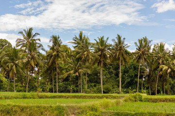 Fototapeta premium Palm trees landscape surrendered by rice field, Ubud, Bali