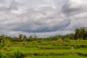 Fototapeta na wymiar Rice field in rainy day in Bali, Ubud
