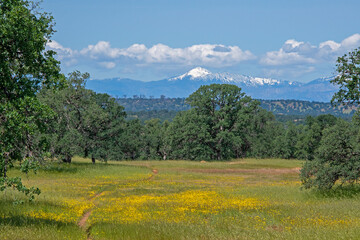Fototapeta na wymiar Wildflowers in a Meadow with a View of Snowy Trinity Mountains at Payne's Creek, California