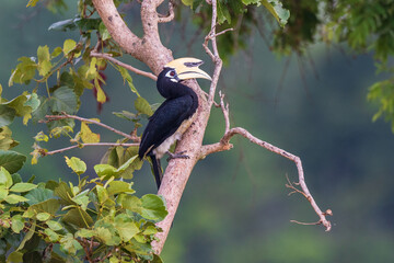 Oriental Pied Hornbill on the branch of the tree.