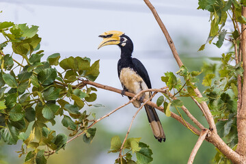 Oriental Pied Hornbill on the branch of the tree.