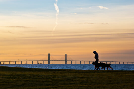 A person walking the dogs at sunset. Malmö, Sweden