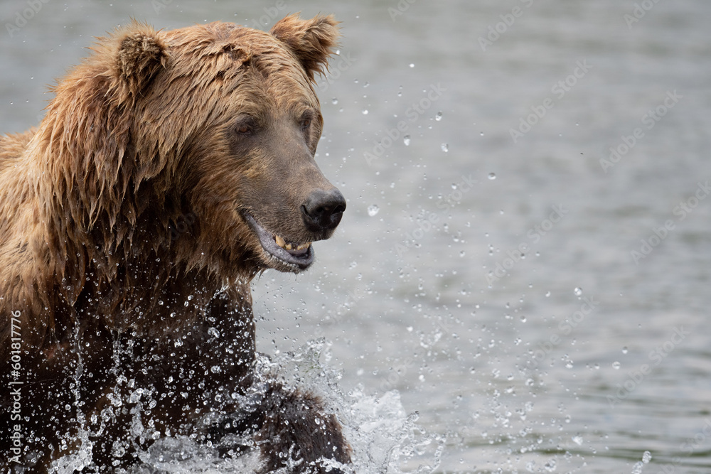 Poster alaskan brown bear fishing