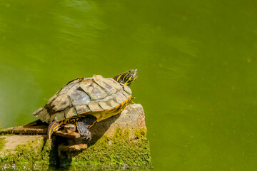 Mini turtle on top of a rock