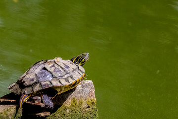 Mini turtle on top of a rock