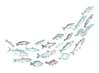 Fototapeta premium Shoaling fish graphic sketch, vector illustration