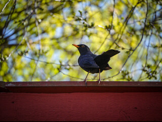 blackbird on a branch
