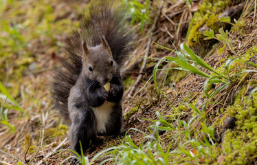 Eichhörnchen  (Sciurus) frisst Nuß.