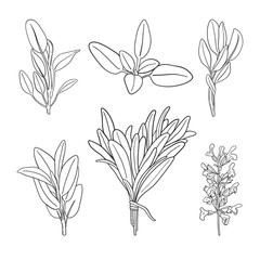 Set of hand drawn sage branches