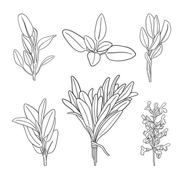 Set of hand drawn sage branches