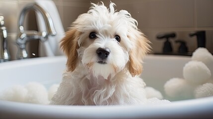 Adorable puppy in a bath. Sudsy dog in a tub. Cute Maltese Shi-tzu.	