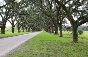 Oak alley - Georgia