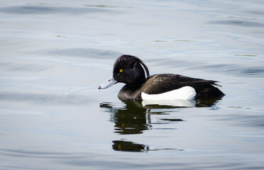Tufted duck adult male swims in the water close-up portrait. Tufted duck male is black except for white flanks and a blue-grey bill with gold-yellow eyes, along with a thin crest on the back.