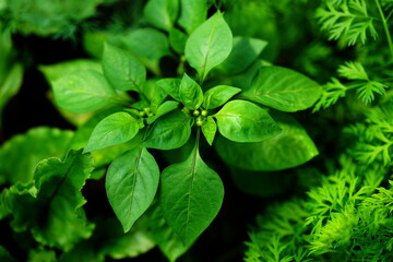 The green leaves of the strawberry plant.