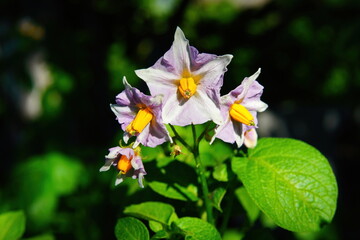 Lilac flowers of cultivated potatoes.
