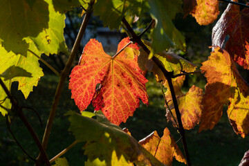 Autumn grapes with ripe berries.